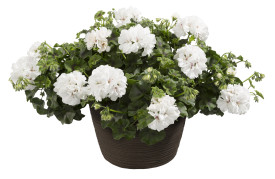 Mușcată semi curgătoare Royal White (3 buc)