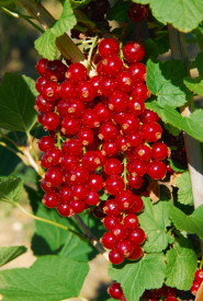 Coacăz Makosta, tufă