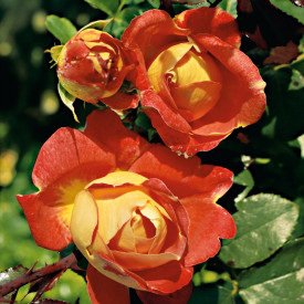 Trandafir cățărător portocaliu, în ghiveci