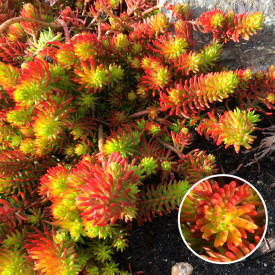 Floare grasă Angelina (3 buc)