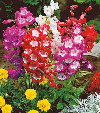 Penstemon hibrid, Compoziție de 2 culori