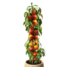 Ofertă 1 Fantasia +1 Rubina +1 Aida 