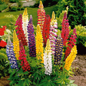 Lupin peren mix de culoare (3 buc)