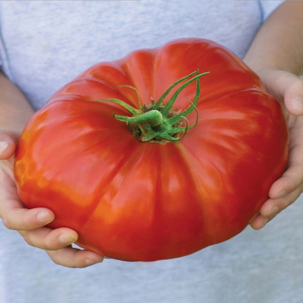 Tomate uriașe Gigantomo (2 buc)