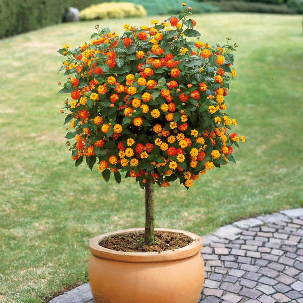 Lantana cu tulpină înaltă