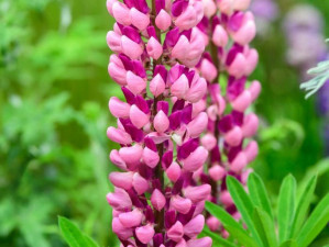 Lupin roz