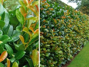 Mălin decorativ (3 buc)