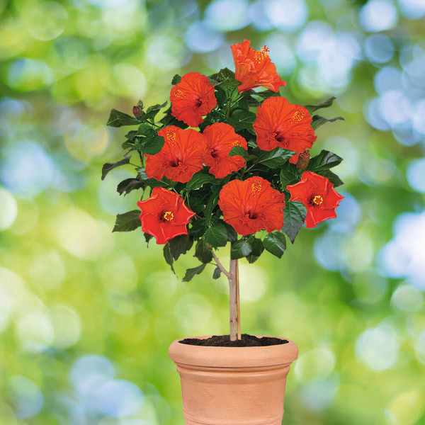 Hibiscus roșu cu tulpină înaltă