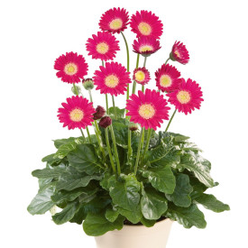 Gerbera roz (2 buc)