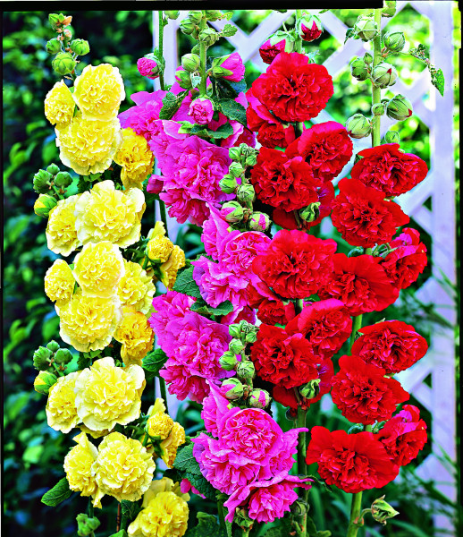 Nalbă de grădină roşie