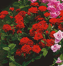 Mini trandafir roşu 