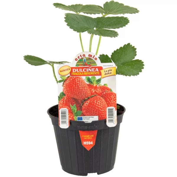 Căpșuni remontanți, Dulcinea