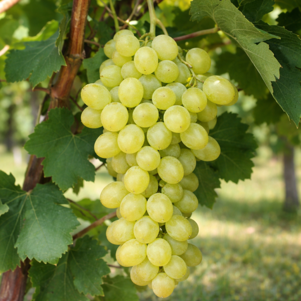 Viță de vie de masă fără semințe Queen of Sheba