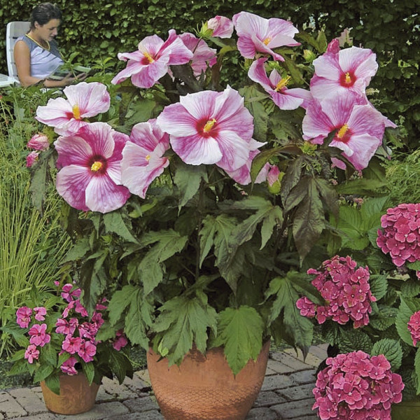 Hibiscus de grădină roz