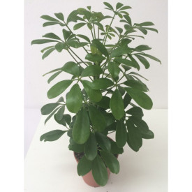 Arborele umbrelă cu frunze variegate