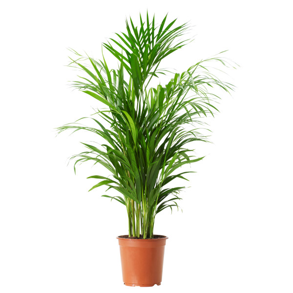 Palmier Areca dimensiune mică