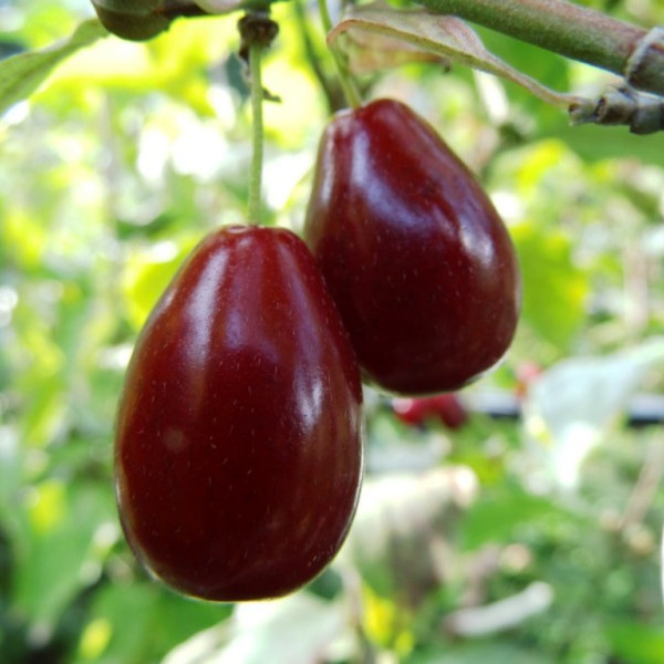 Corn cu fructe cărnoase Kasanlak