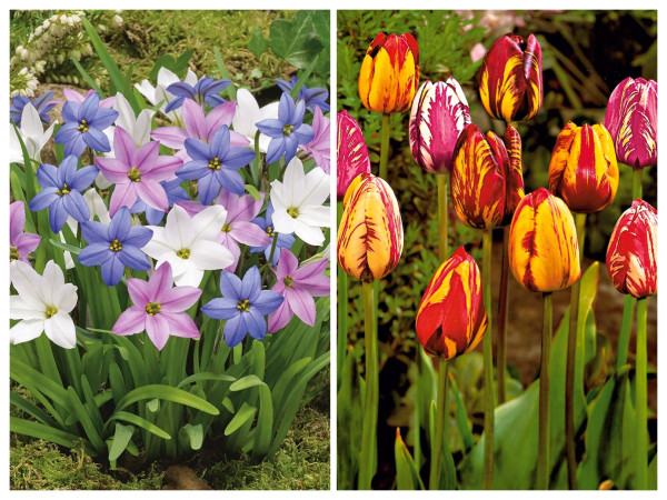 Compoziție de Steaua primăverii și Lalele Rembrandt