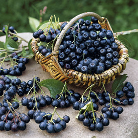 Scoruş negru Viking (Aronia)