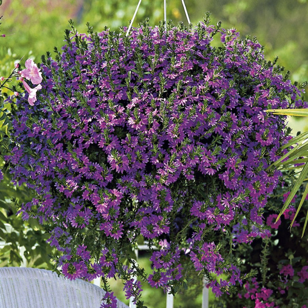 Floare evantai albastru Brillant (3 buc)