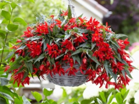 Begonie Beauvilia roșie