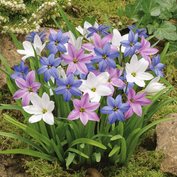 Steaua primăverii - Mix de culoare (15 buc)