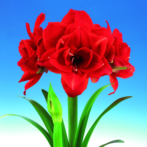 Amarilis cu flori involte