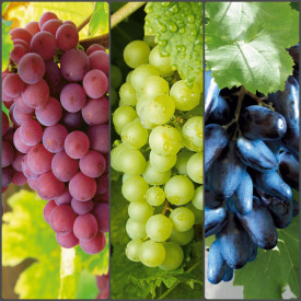 Ofertă de 3 viţe de vie