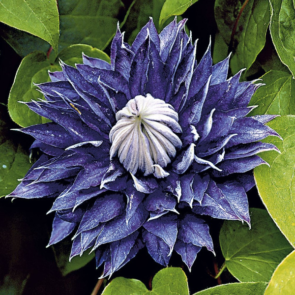 Clematită Multi Blue