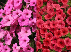 6 Petunii Vista, 3 Scarlet și 3 roz