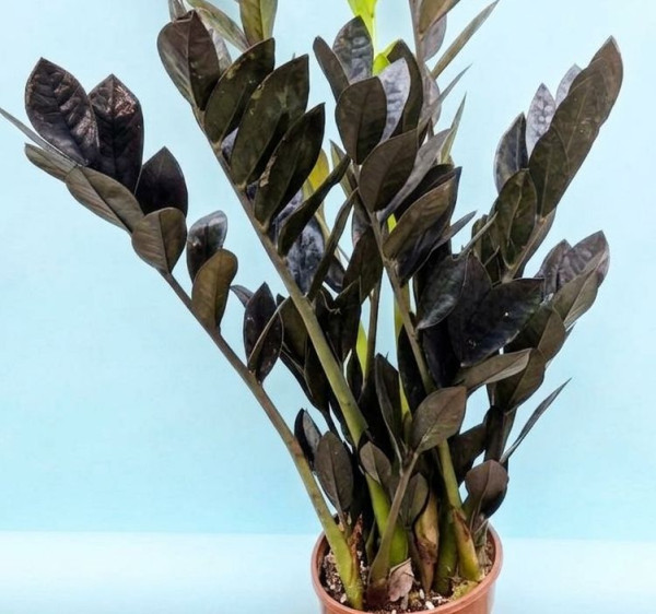 Planta ZZ Raven