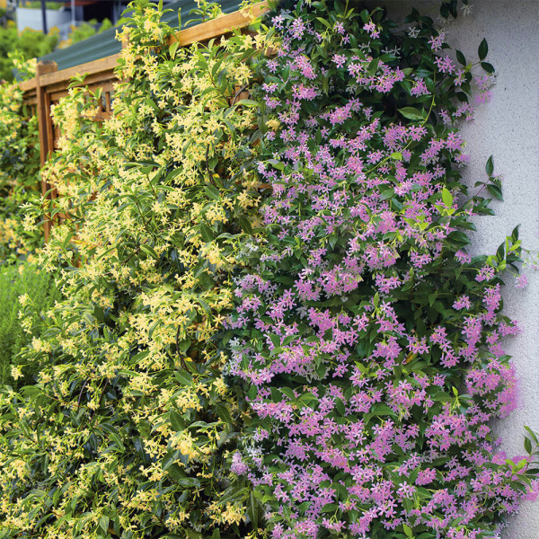 Iasomie stelată toscană, set de 2 bucăți