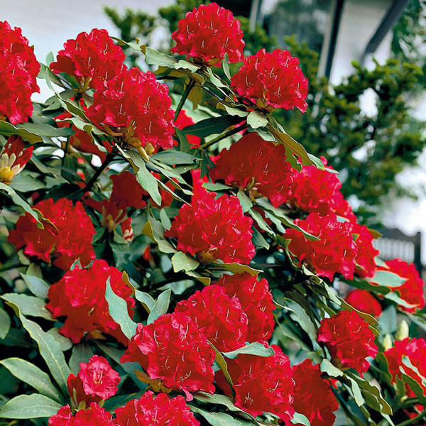 Rhododendron roşu
