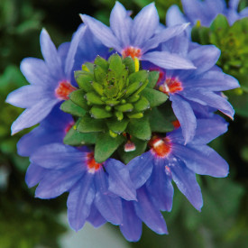 Floare evantai albastru Brillant (3 buc)