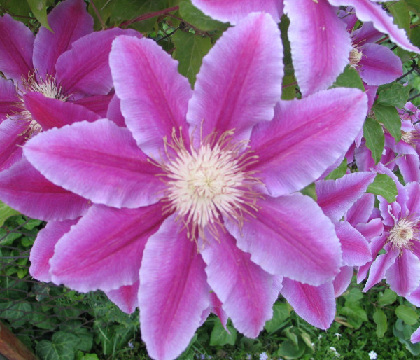 Clematită Dr. Ruppel