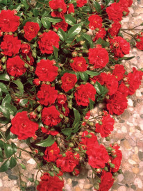 Trandafir acoperitor de sol Matador