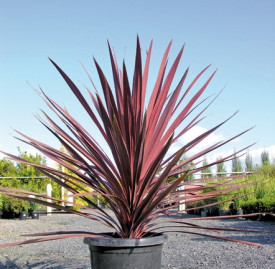 Cordiline australian Red Star