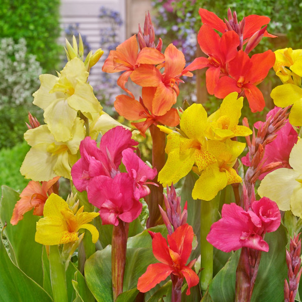 Mix ﬂori Canna (4 buc)
