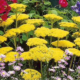 Coada șoricelului galbenă (3 buc)