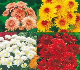 4 crizanteme de grădină
