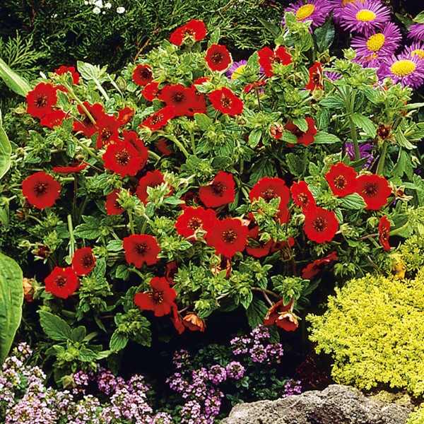 Potentila roșie (3 buc)