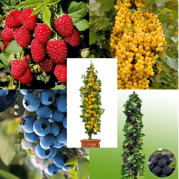 5 varietăți de fructe de pădure