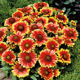 Fluturei Kobold (3 buc)