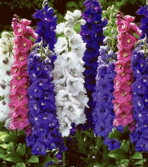 Nemţişor nobil alb