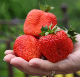 Căpșuni gigant Sweet Mary (3 buc)