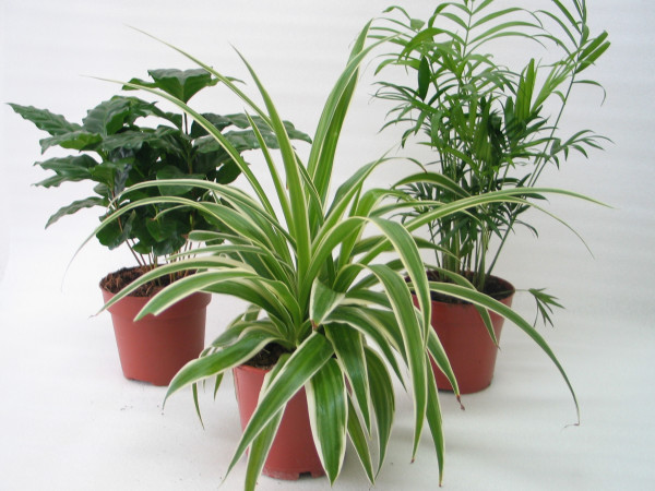 Set plante de interior