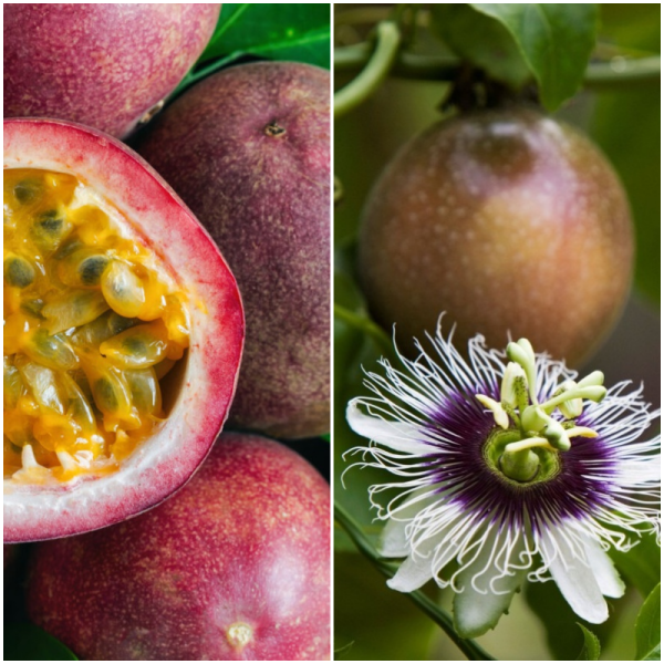 Fructul pasiunii