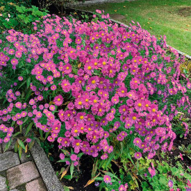 Ochiul boului pitic roz, în ghiveci mare