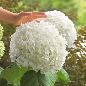 Hortensie uriaşă Incrediball