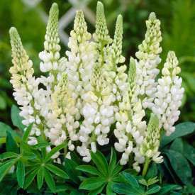Lupin alb